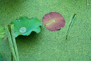 《艾尔登法环》全新配图 神秘地点引人猜想